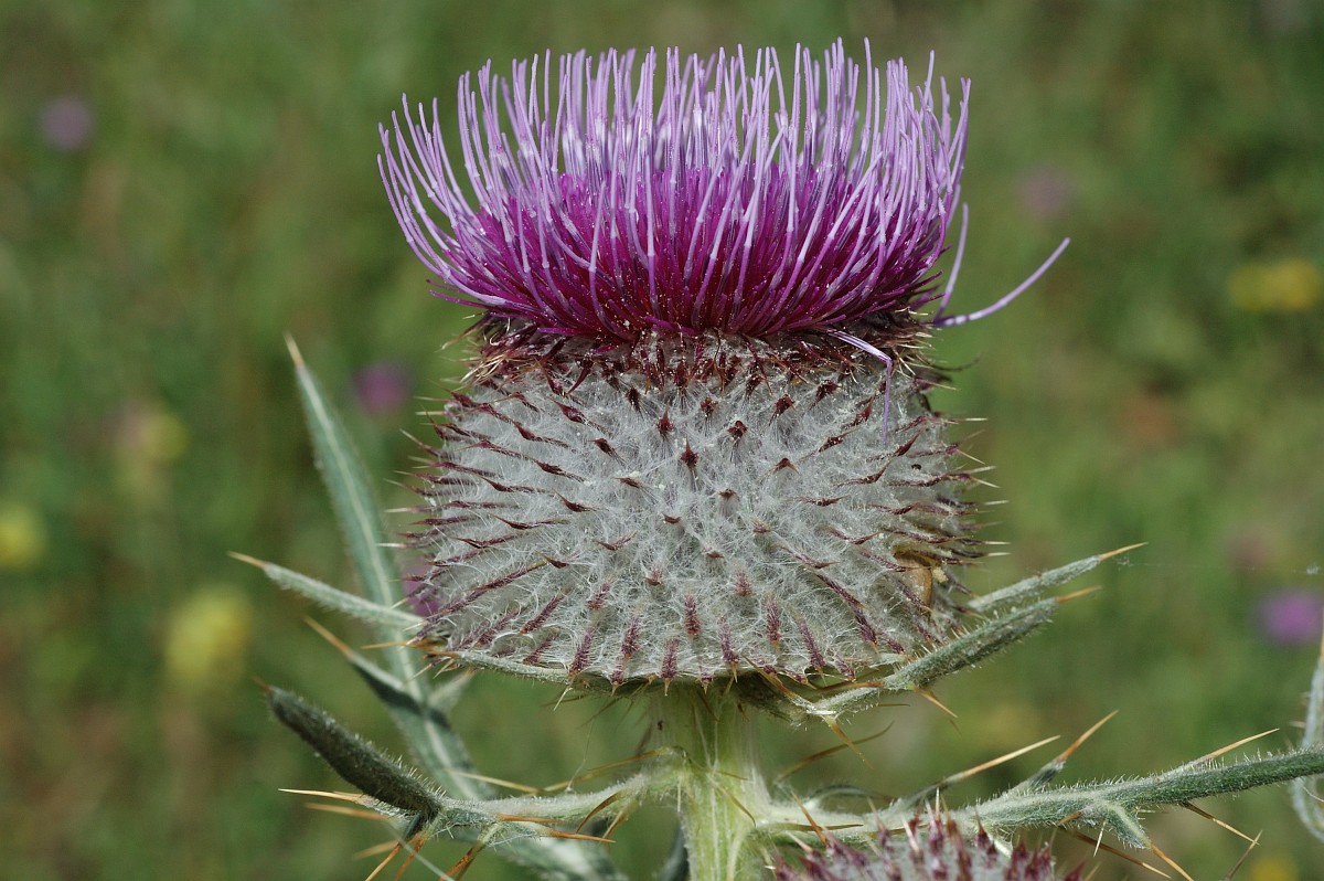 Cirsium eriophorum, Woolly Thistle